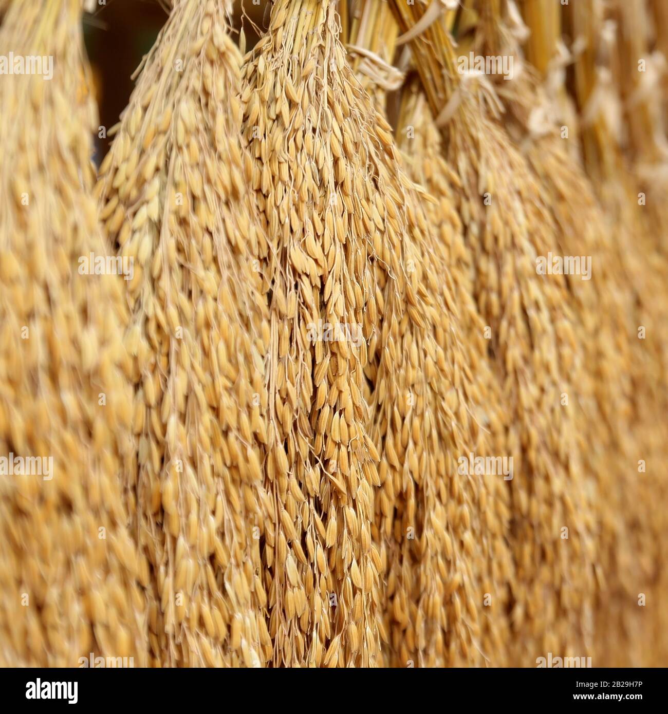 photo of rice preparing to the mill Stock Photo - Alamy - Cooking Rice In A Rice Mill For Beginners