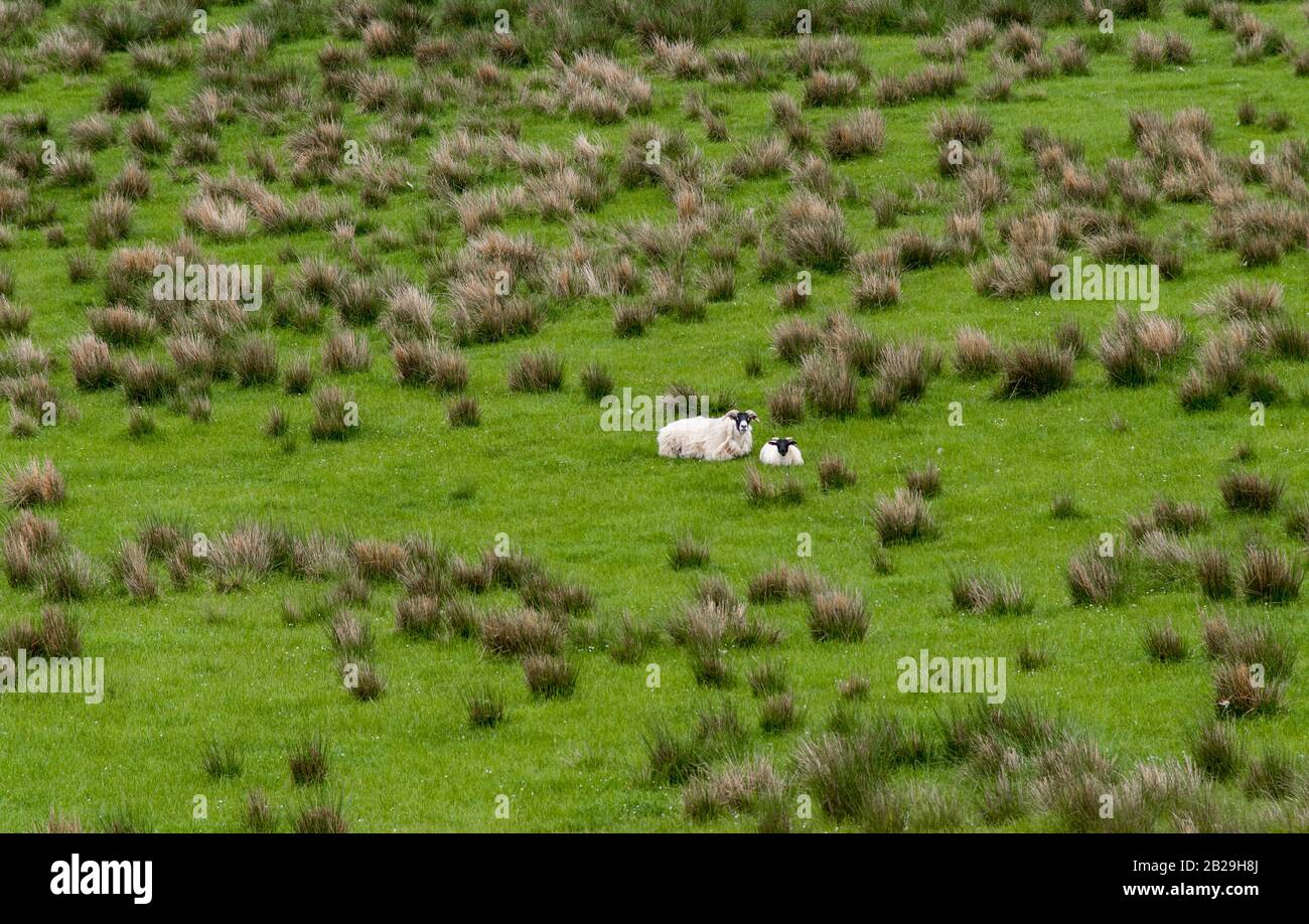 Sheep taking a break in Upland Way on the Scottish Borders, Scotland Stock Photo