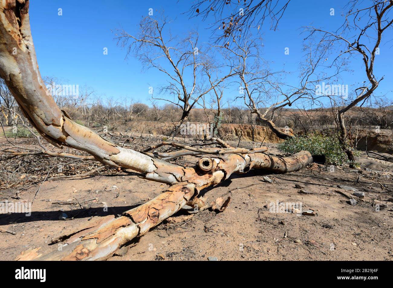 Burnt tree stump australia hires stock photography and images Alamy