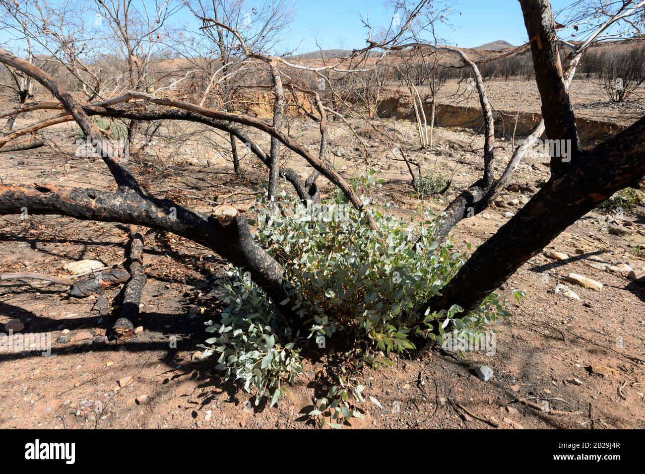 Tree foliage regrowth after a bushfire, West MacDonnell Ranges, Northern Territory, NT, Australia Stock Photo