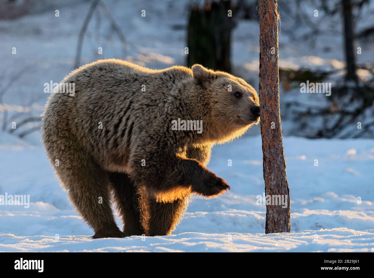 The bear sniffs a tree. Brown bear in the winter forest at sunset. Scientific name: Ursus arctos. Natural habitat. Winter season. Stock Photo