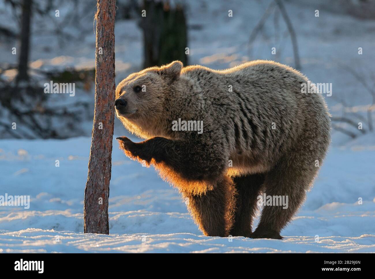 The bear sniffs a tree. Brown bear in the winter forest at sunset. Scientific name: Ursus arctos. Natural habitat. Winter season. Stock Photo