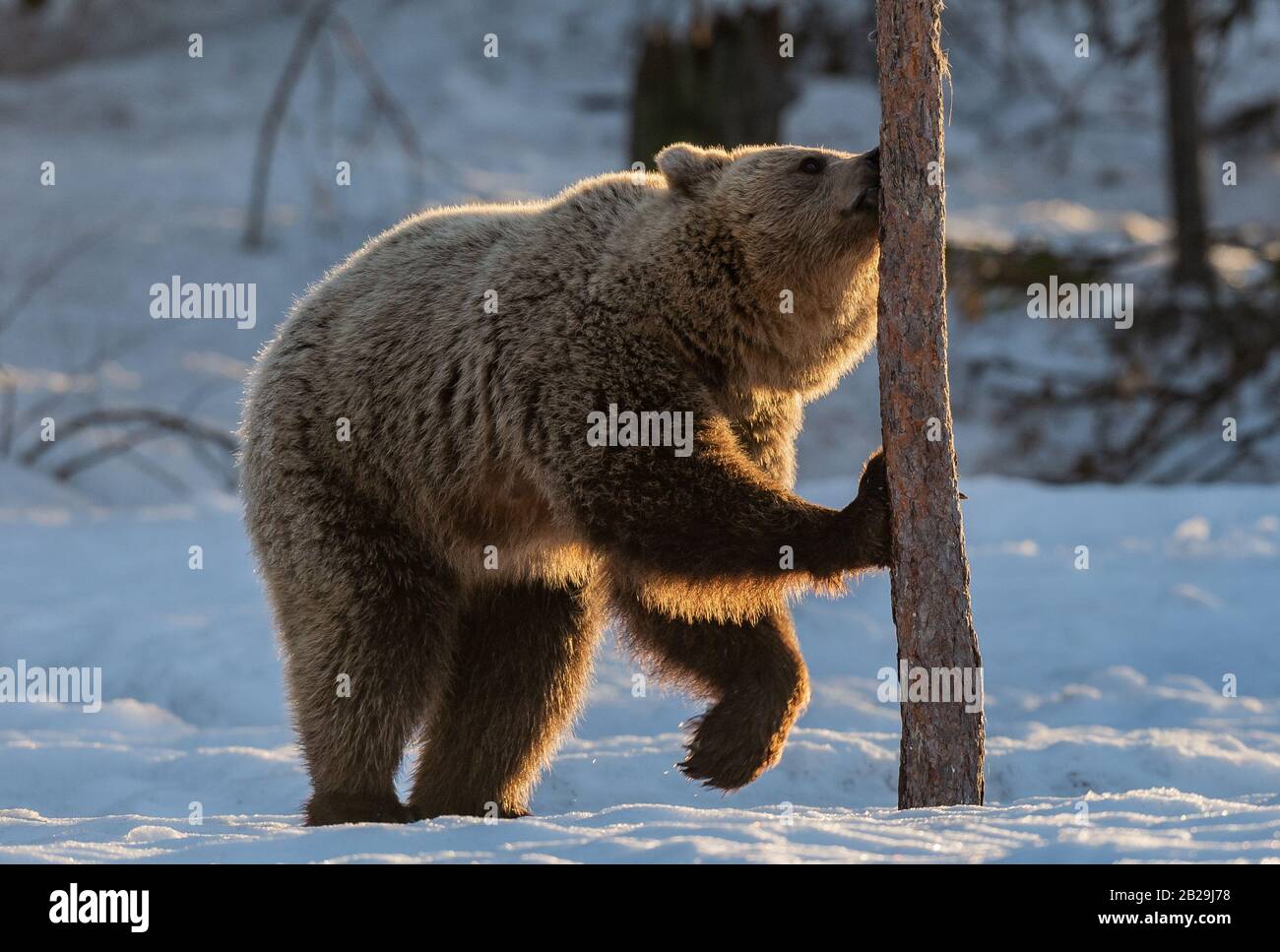 The bear sniffs a tree. Brown bear in the winter forest at sunset. Scientific name: Ursus arctos. Natural habitat. Winter season. Stock Photo