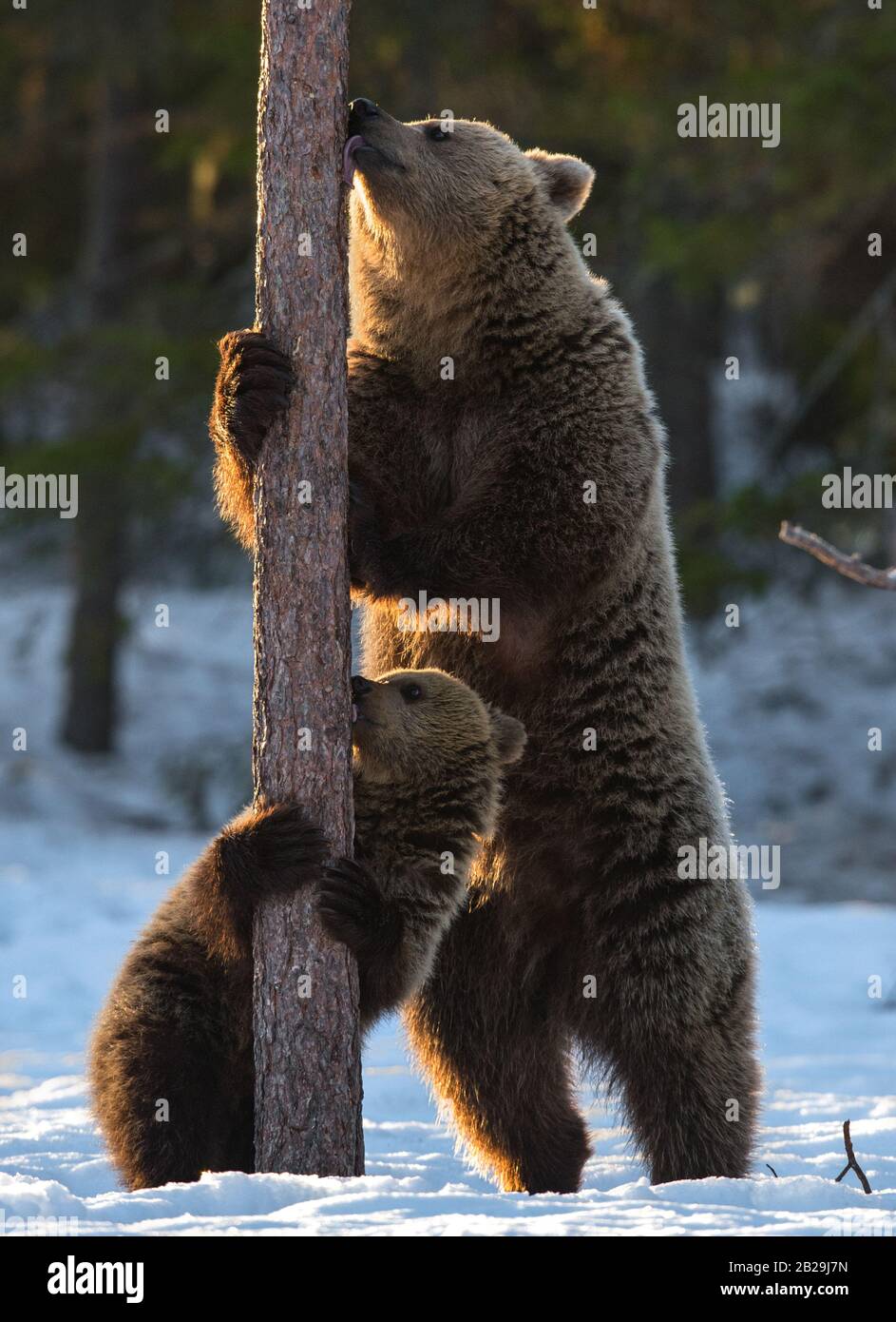 Bear and cub. Brown bears stands on its hind legs by a pine tree in winter forest at sunset light. Scientific name: Ursus arctos. Natural habitat. Win Stock Photo