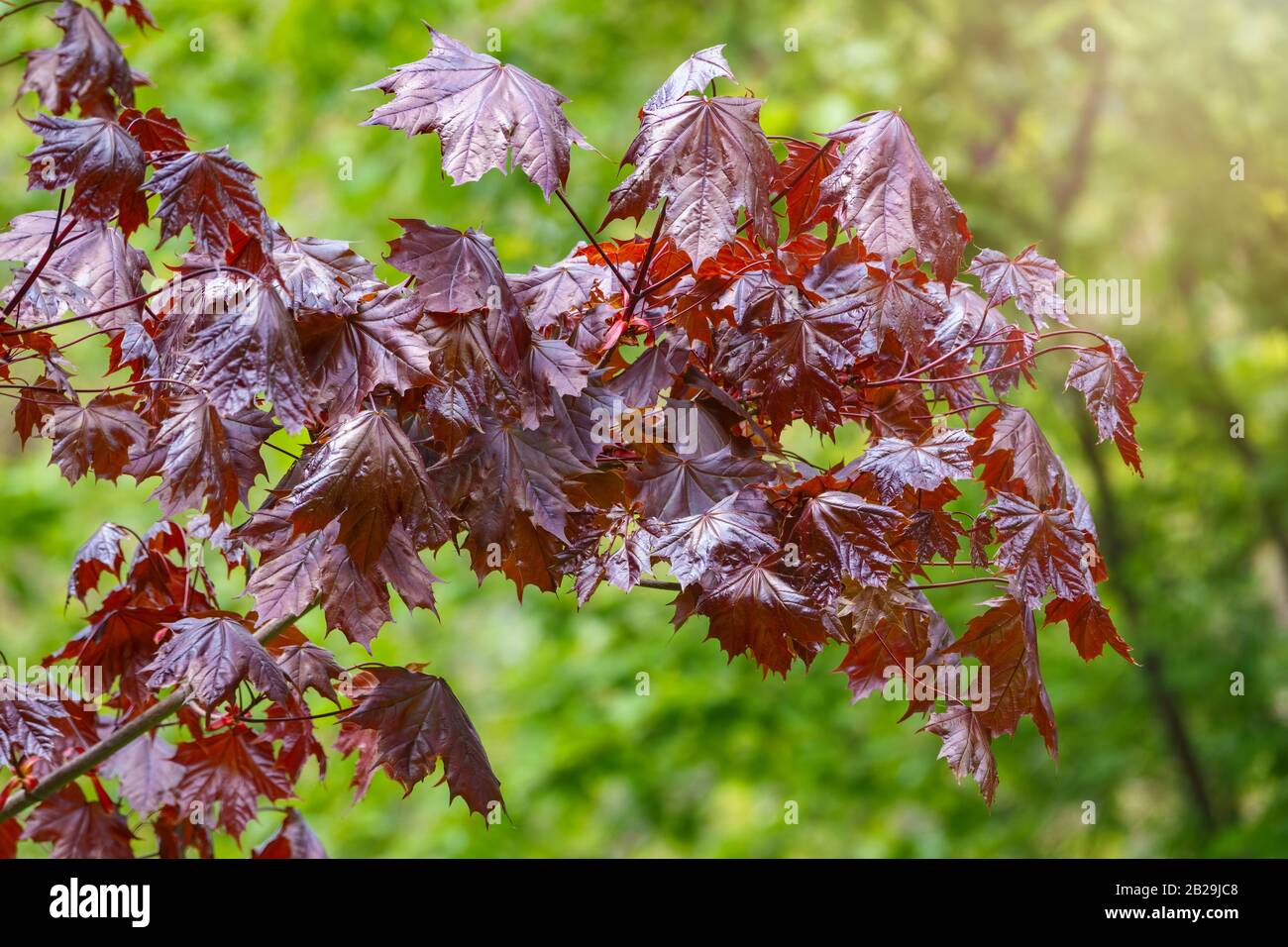 Tree Branch With Dark Red Leaves Acer Platanoides The Norway Maple Crimson King Red Maple Acutifoliate Crimson King Young Plant With Green Backgro Stock Photo Alamy