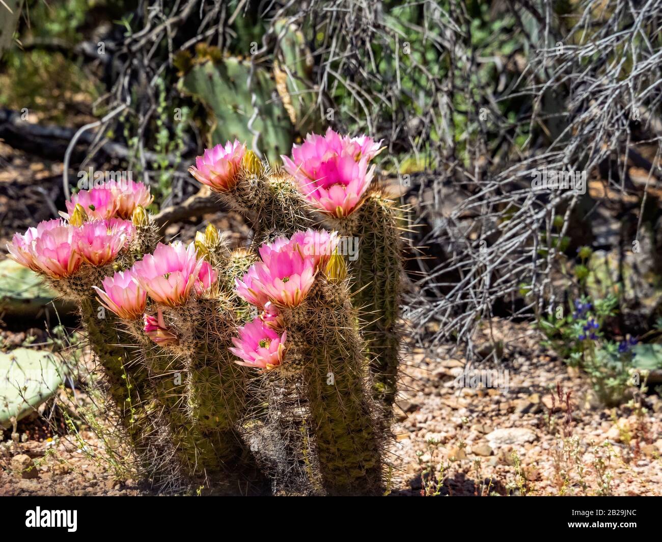 cactus blooming with pink flowers in desert Stock Photo - Alamy