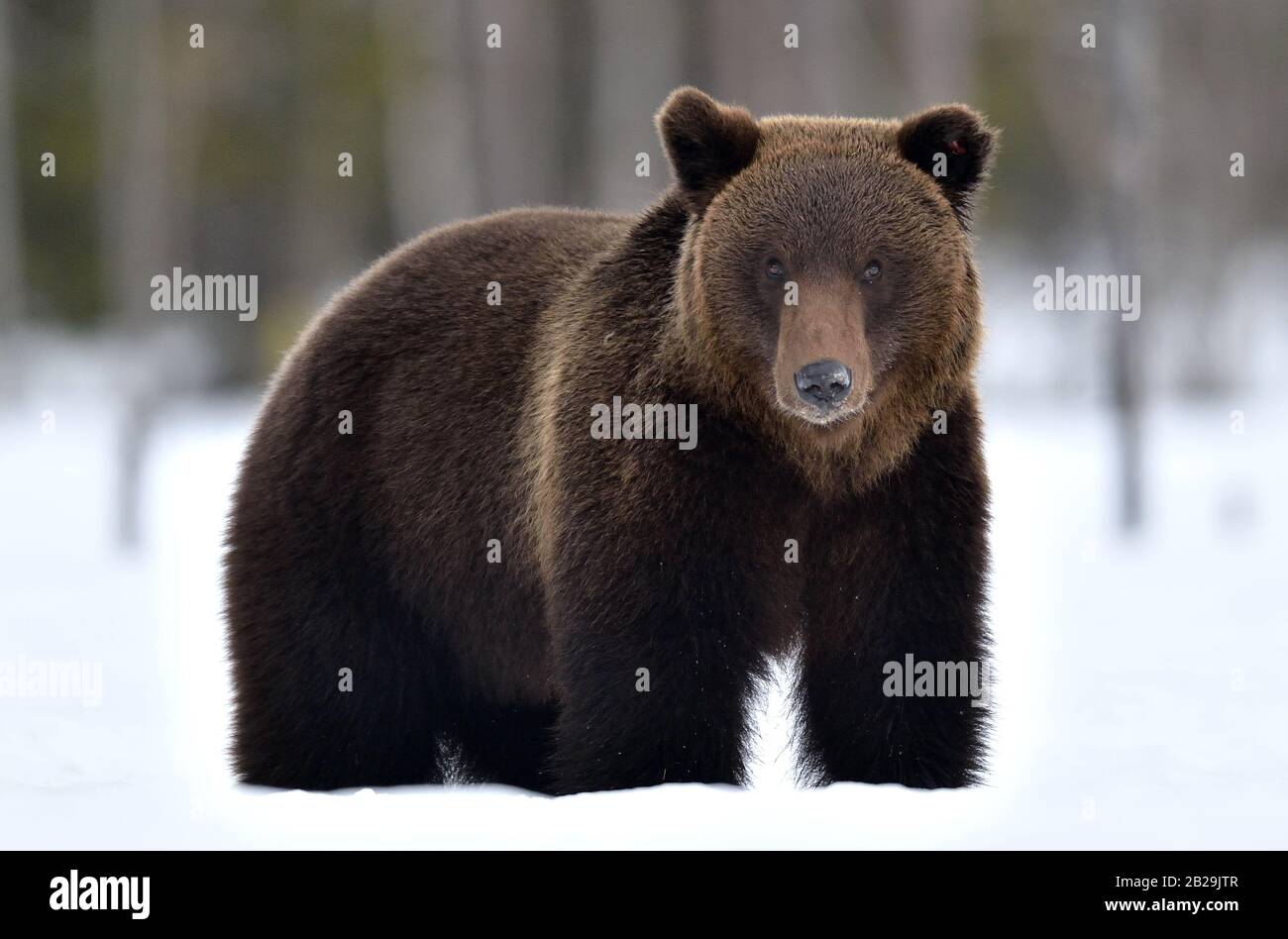 Wild Adult Brown bear in winter forest. Scientific name: Ursus Arctos. Natural Habitat. Stock Photo