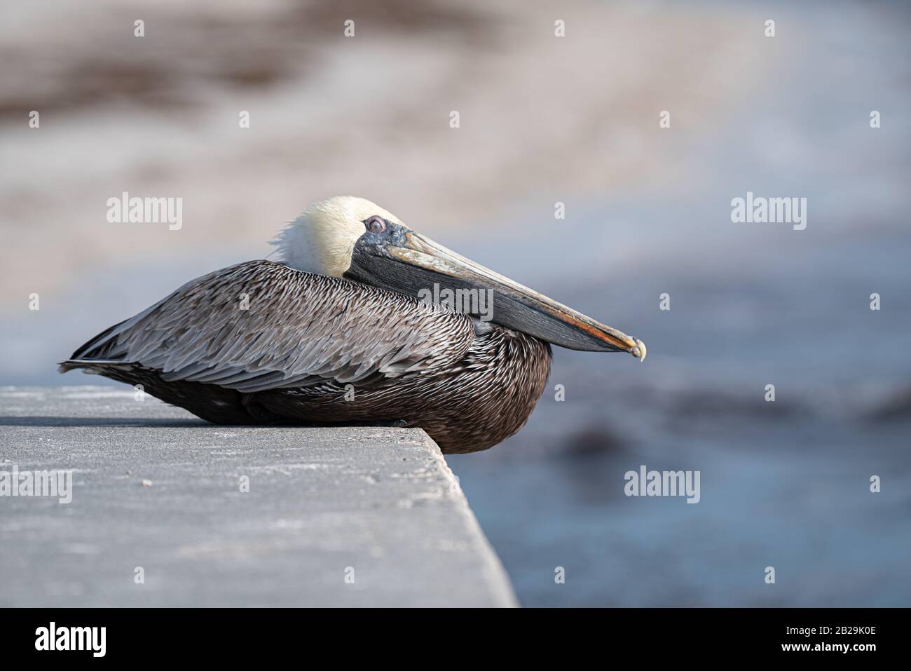 Sleepy Grey Pelican Stock Photo
