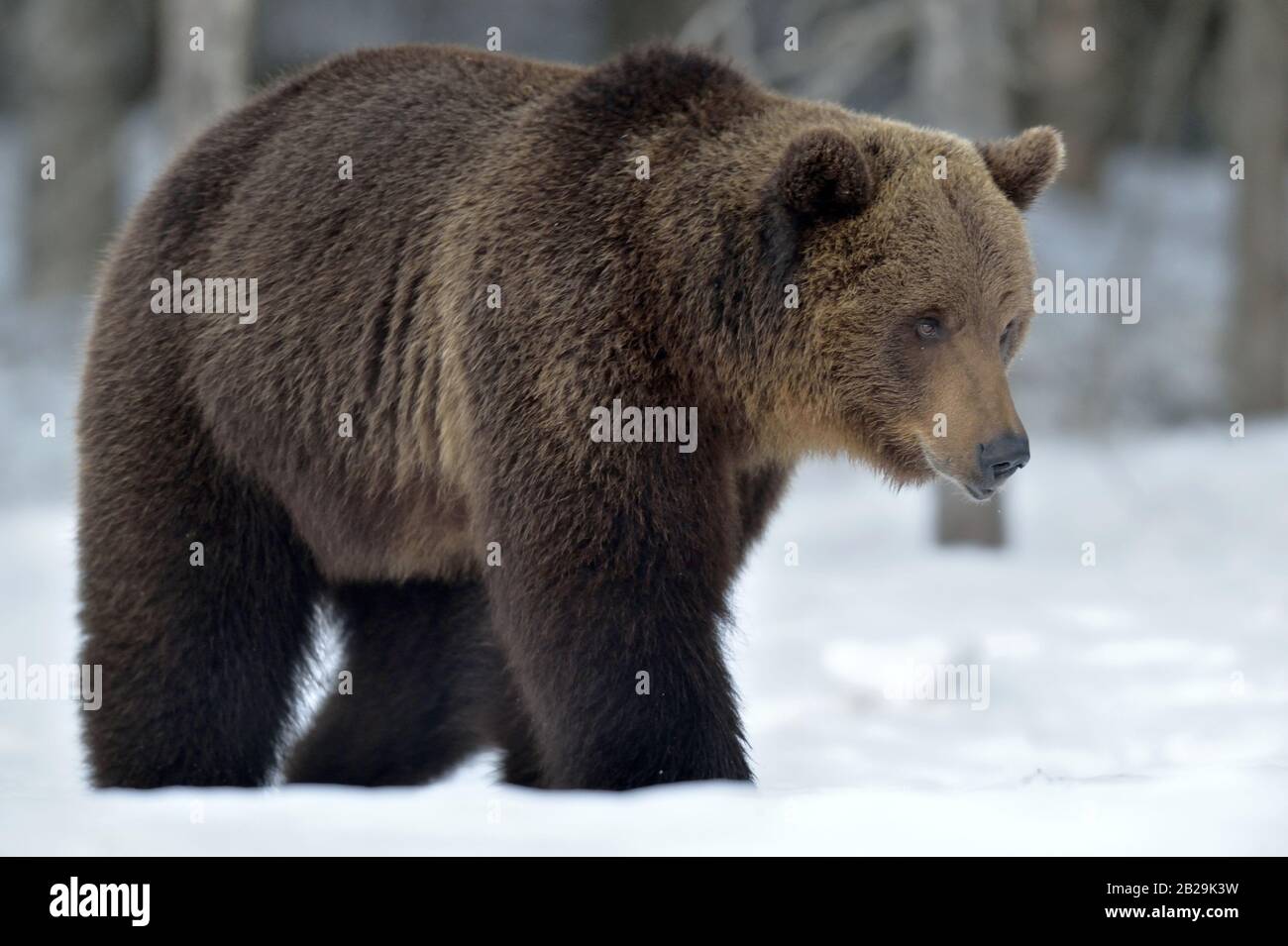 Wild Adult Brown bear in winter forest. Scientific name: Ursus Arctos. Natural Habitat. Stock Photo