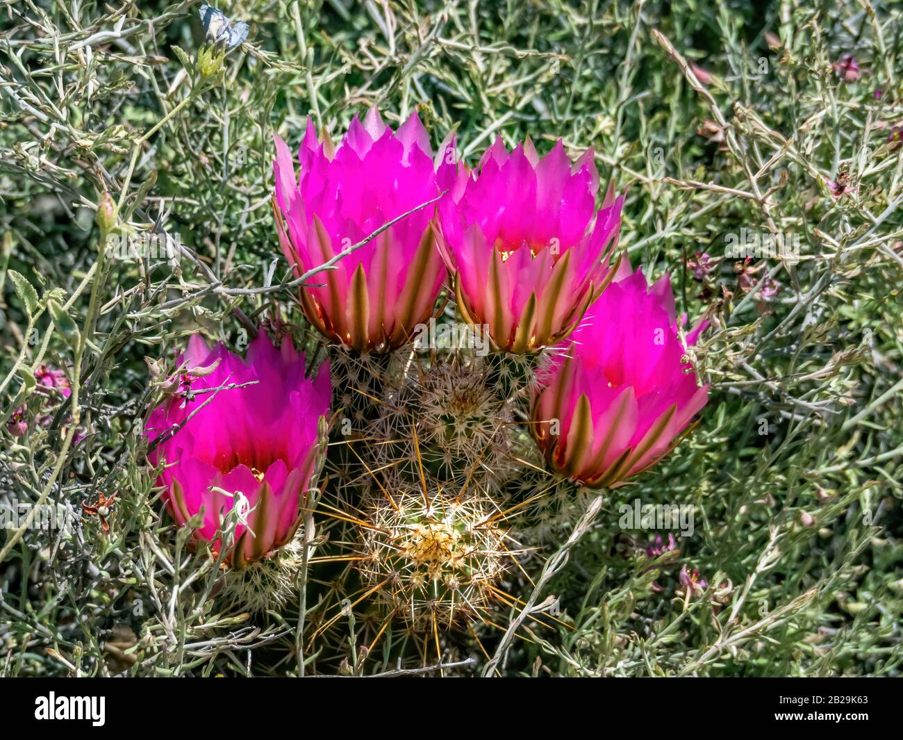 cactus blooming with pink flowers in desert Stock Photo - Alamy