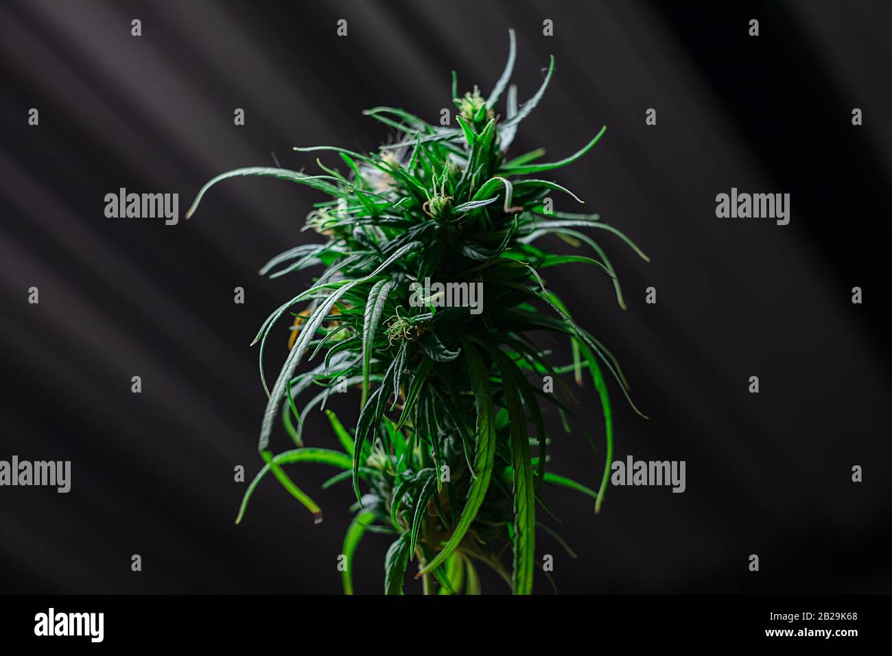 Close up fresh green medicinal plant cannabis blooming at black background close up, Marijuana plant with early flowers, sativa leaves Stock Photo