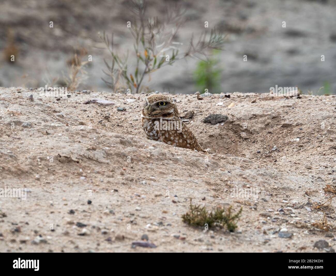 Desert animal burrowing hi-res stock photography and images - Alamy