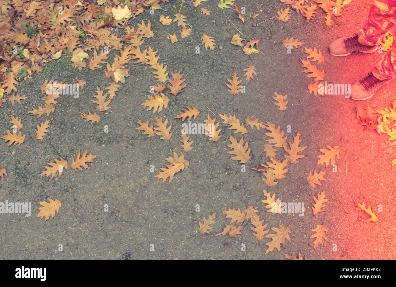 Beautiful dry leaves as an autumn background texture Stock Photo - Alamy