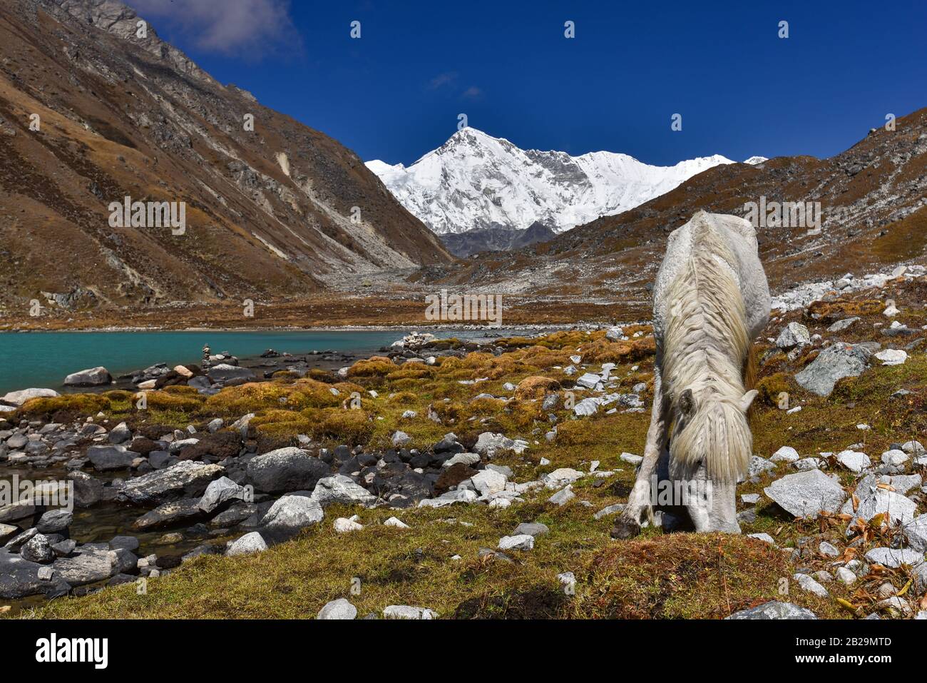 A white horse by Gokyo lake surrounded by snow mountains of Himalayas in Nepal Stock Photo