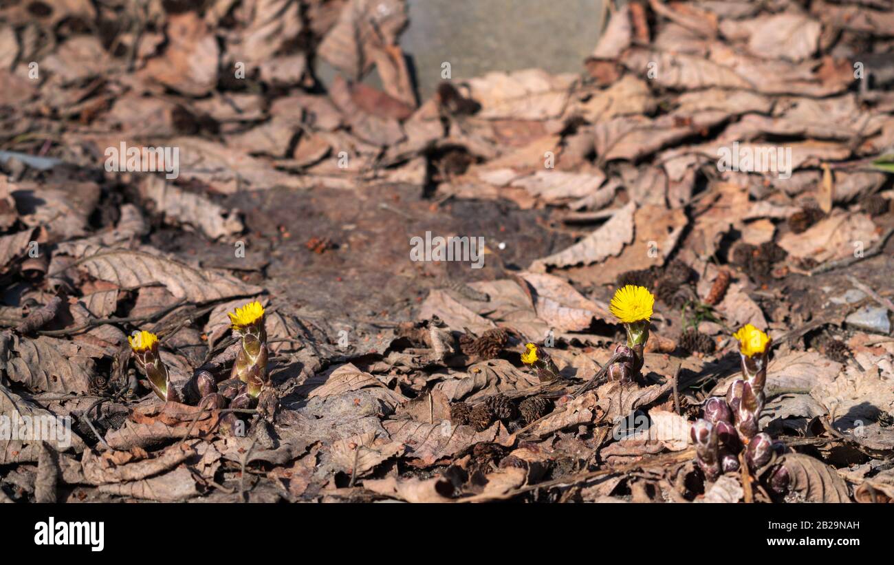 First spring flowers in the forest Stock Photo - Alamy
