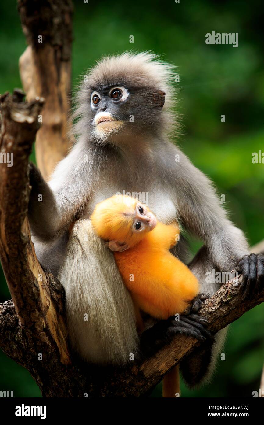 Dusky leaf monkey madagascar hi-res stock photography and images - Alamy