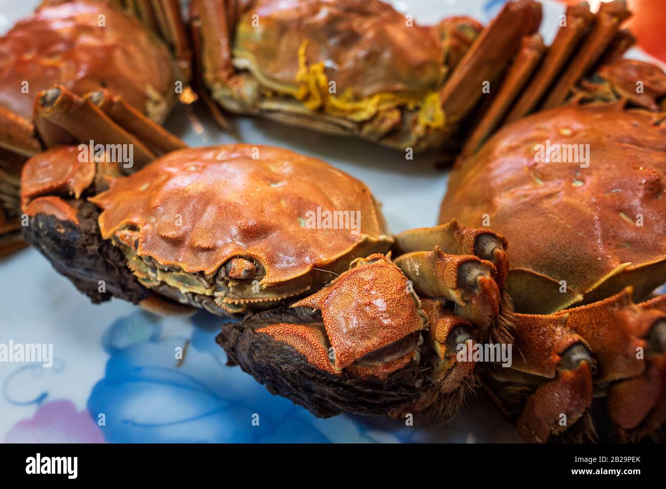 Chinese mitten crabs, Hsinchu Fish Harbor, Hsinchu City, Taiwan Stock Photo
