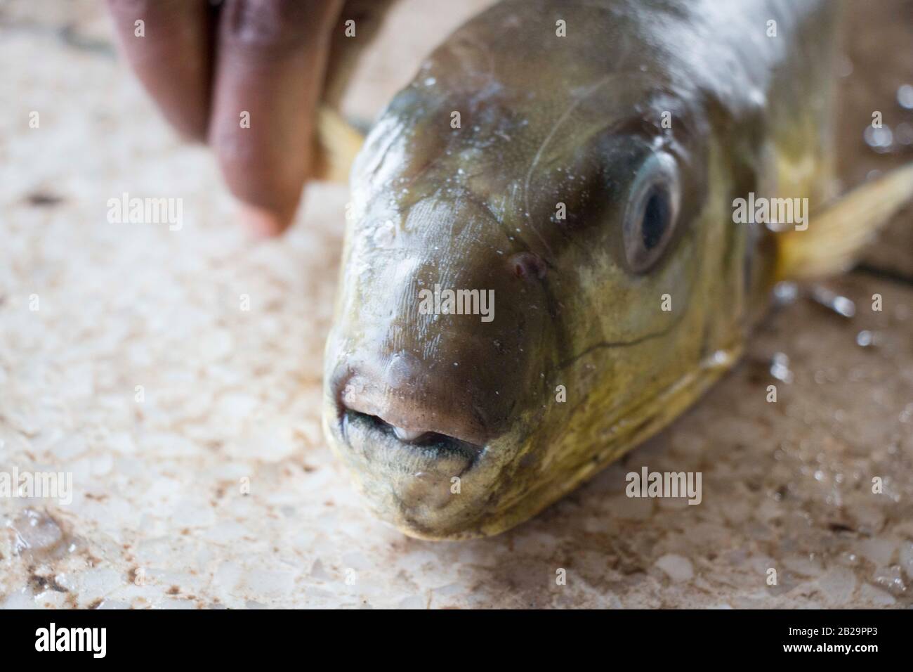 Green puffer fish catch from the sea by Fisher men in Cox's Bazaar, Bangladesh.  The green puffer fish is a species of puffer fish found in South. Stock Photo