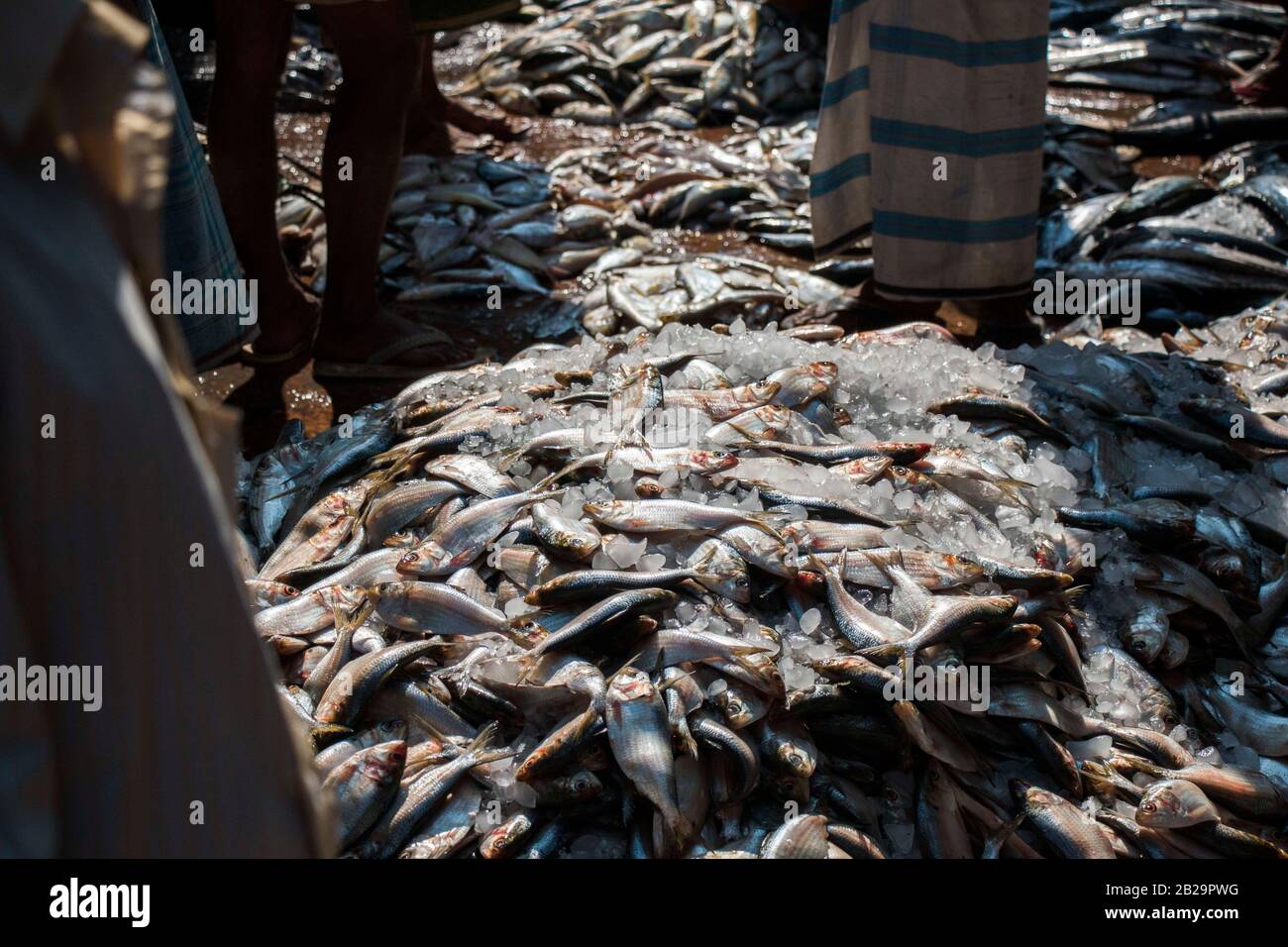 Seafood is any form of sea life regarded as food by humans, including