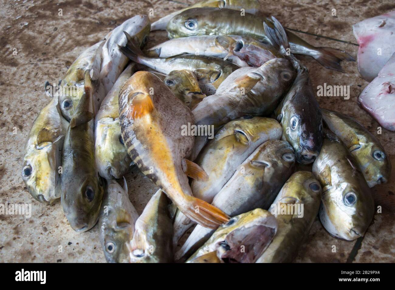 Green puffer fish catch from the sea by Fisher men in Cox's Bazaar, Bangladesh.  The green puffer fish is a species of puffer fish found in South. Stock Photo