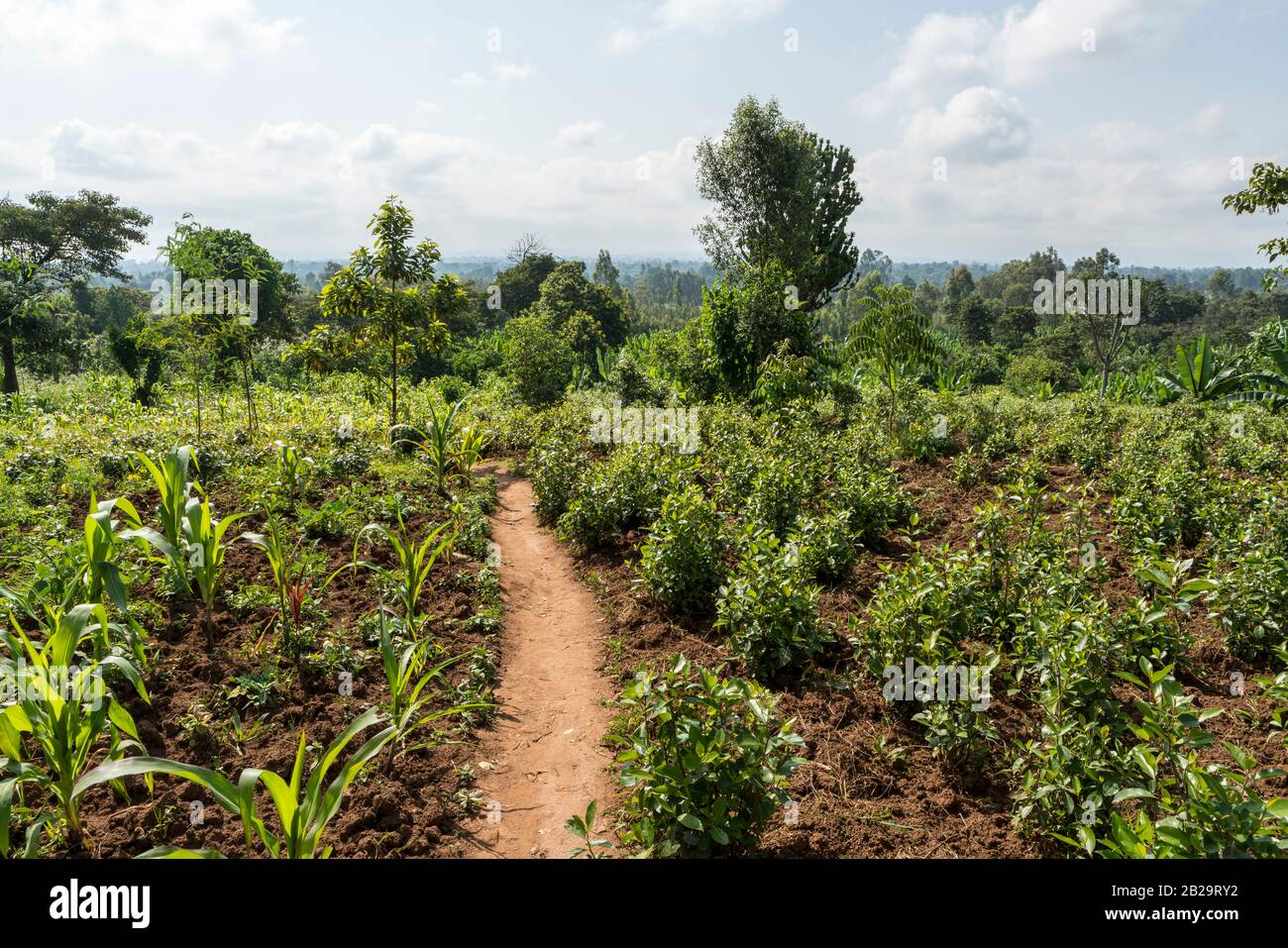 Lush vegetation, agriculture and farmland in rural southern Ethiopia