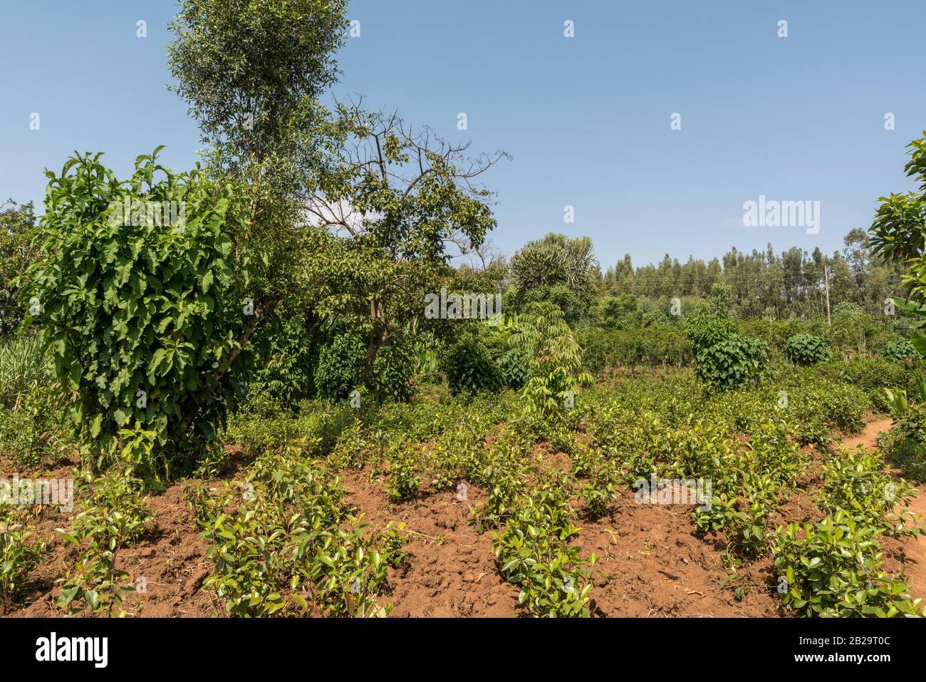Lush vegetation, agriculture and farmland in rural southern Ethiopia