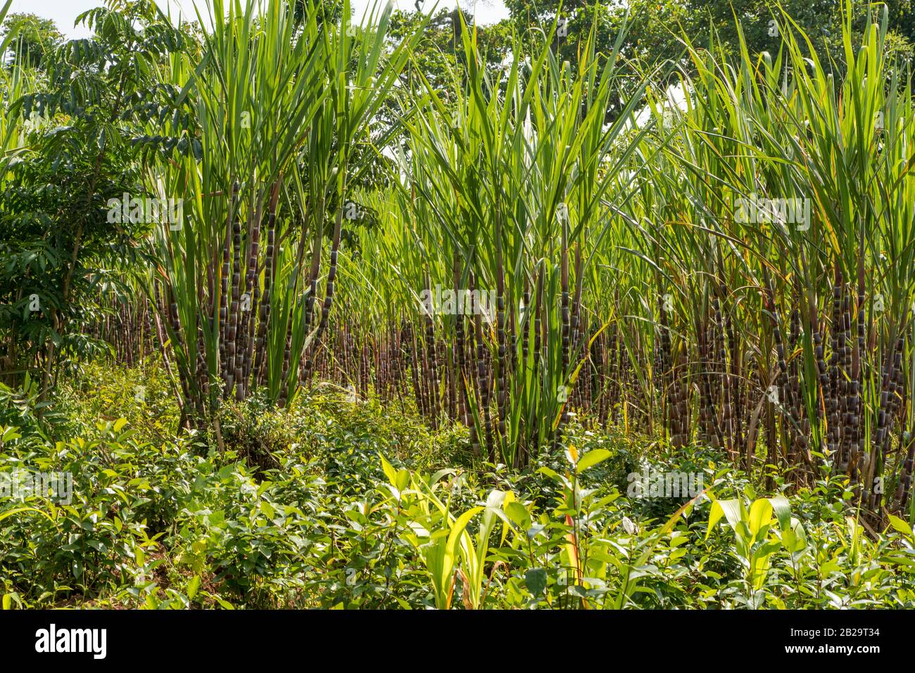 Stalks of the sugarcane plant growing in southern Ethiopia Stock Photo