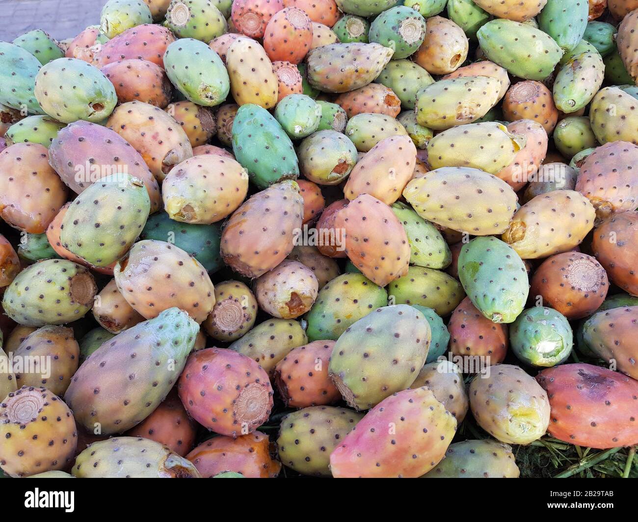 Many multicilored opuntia cactus (prickly pear) fruits. Stock Photo