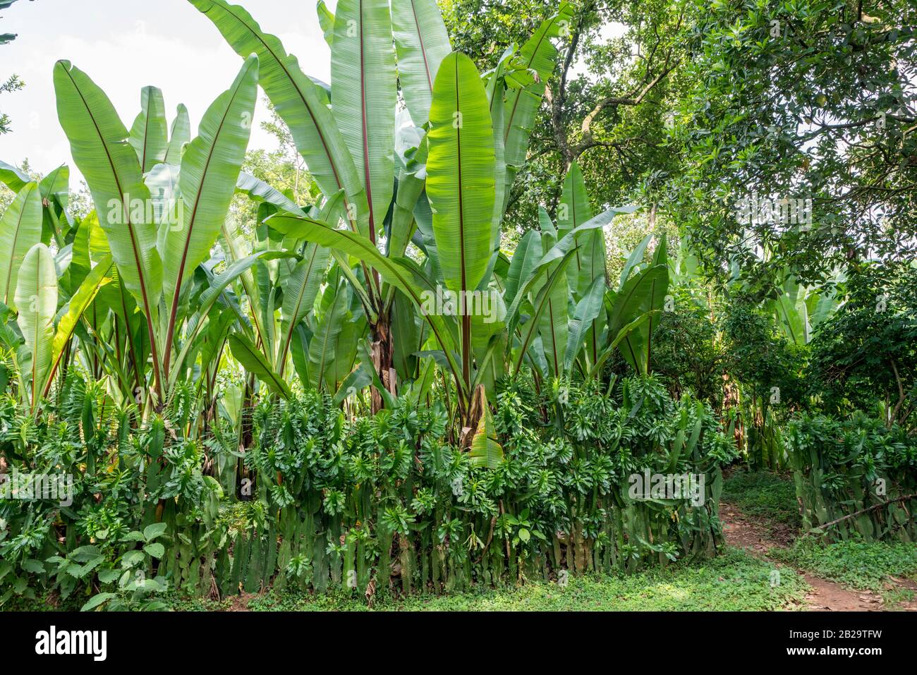 Enset plant, also known as false banana or Ethiopian banana plant, in southern Ethiopia Stock Photo