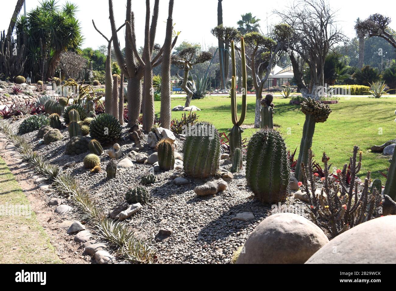 View of Twisted Barrel Cacti and Adenium shrubs at a Cactus Garden. Stock Photo