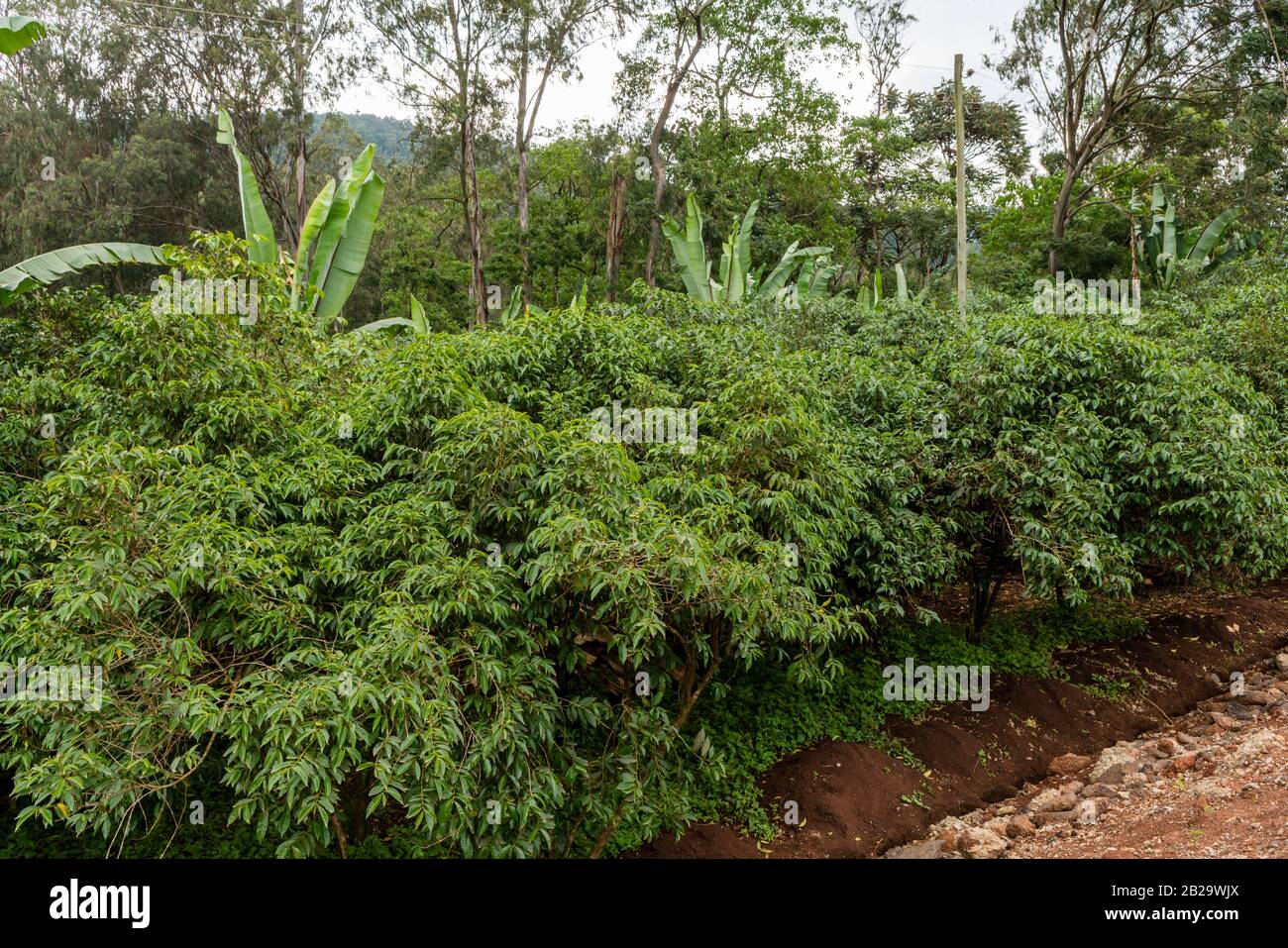 Ethiopian coffee tree hires stock photography and images Alamy