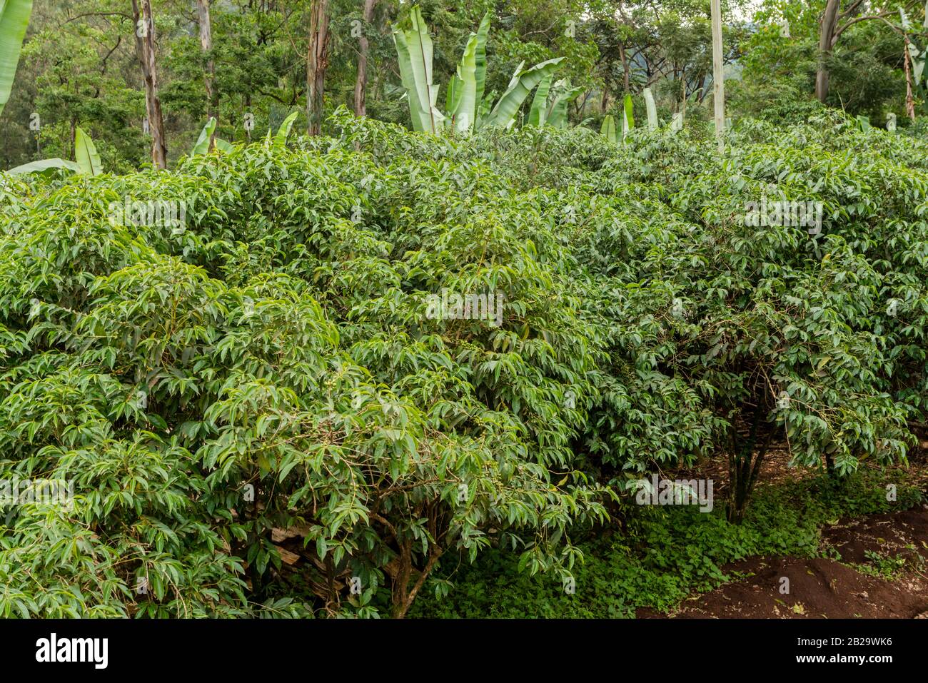Ethiopian coffee tree hires stock photography and images Alamy