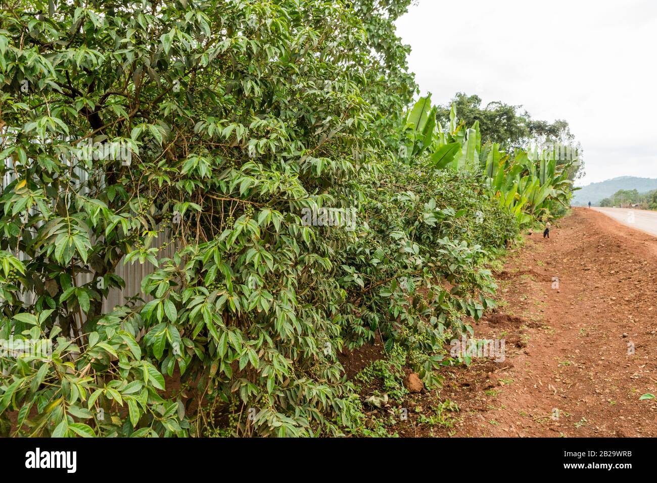 Ethiopia yirgacheffe coffee hires stock photography and images Alamy