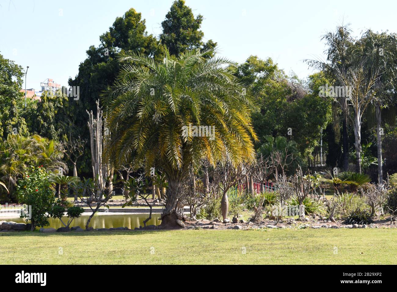 Pineapple palm tree hires stock photography and images Alamy