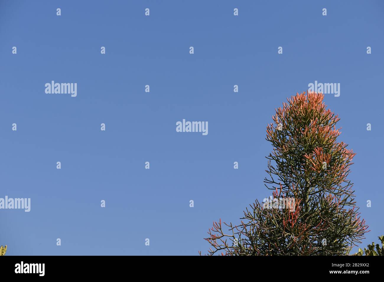 Pencil cactus hi-res stock photography and images - Alamy