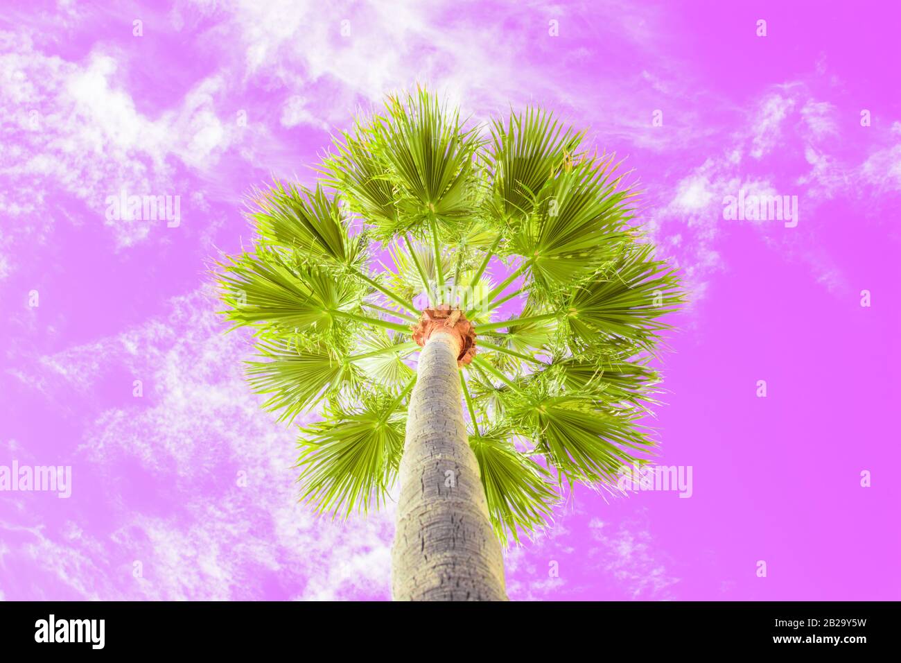 Green foliage of tall palm trees on background of pink sky bottom view. Livistona Rotundifolia or fan palm. Stock Photo