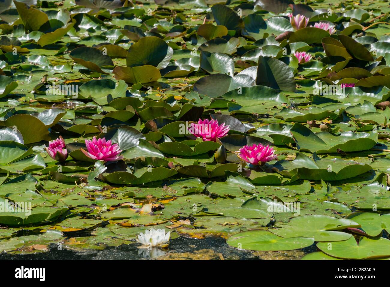 Pink water lilies bloom in the pond Stock Photo Alamy