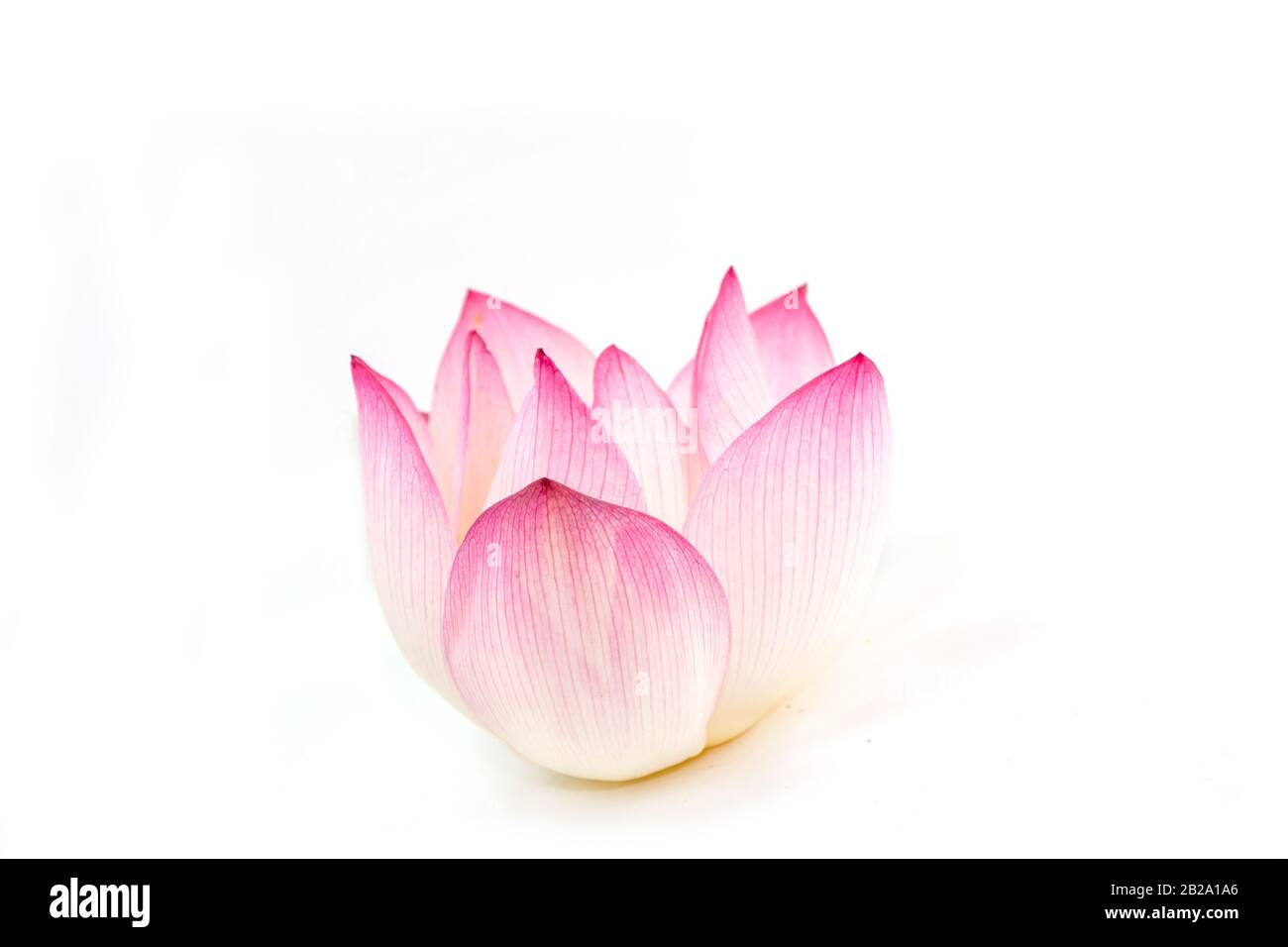 lotus on white background Stock Photo