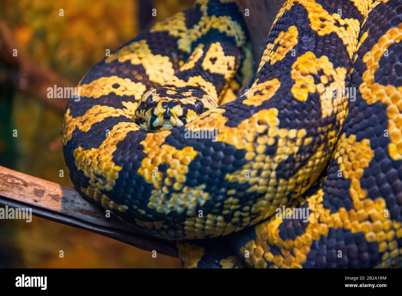 Yellow boa constrictor hires stock photography and images Alamy