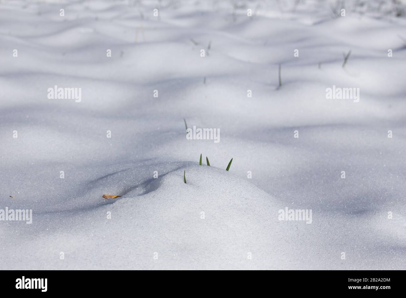 Shoots of fresh grass growing through the melting snow in spring Stock Photo