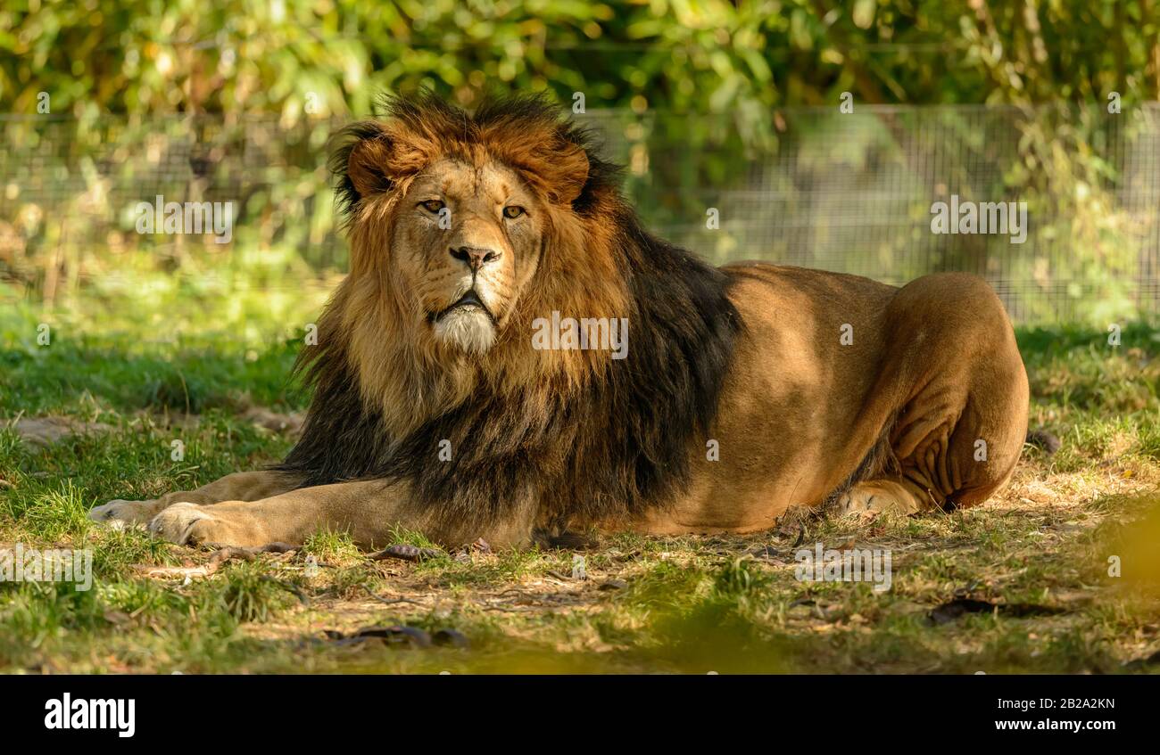 Zoo pilsen lion hi-res stock photography and images - Alamy