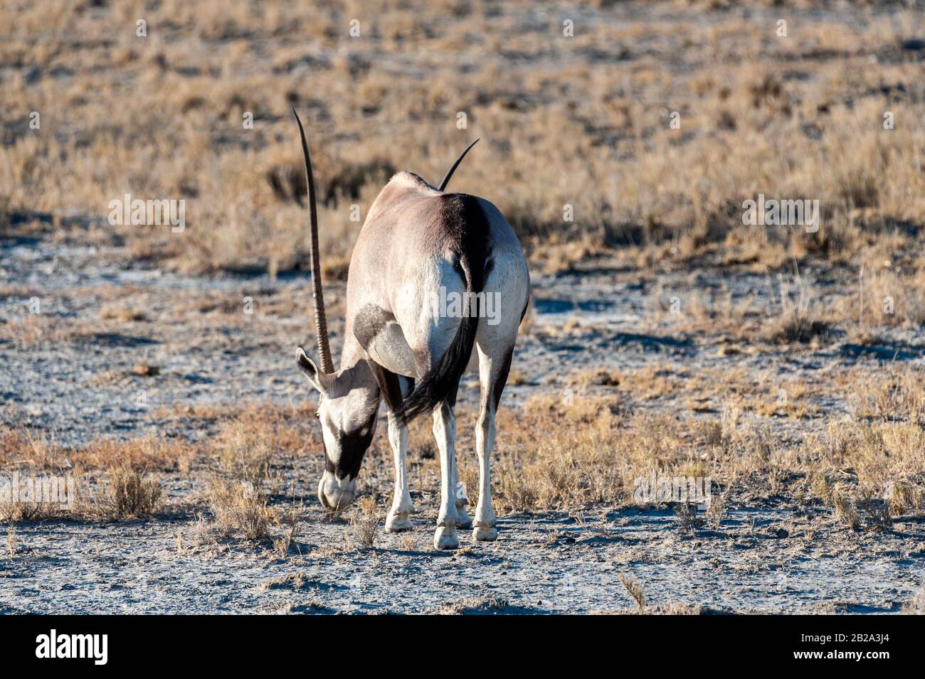 Mountain gazelle gazella gazella hi-res stock photography and images ...