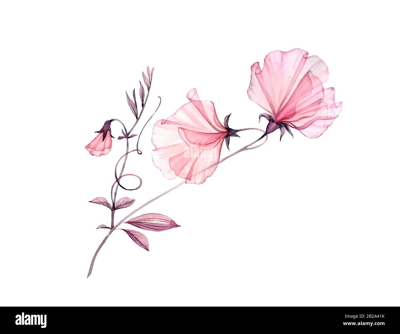 Transparent sweet pea. Watercolor floral composition with branch and blowers. Isolated artwork on white. Botanical hand painted illustration for Stock Photo