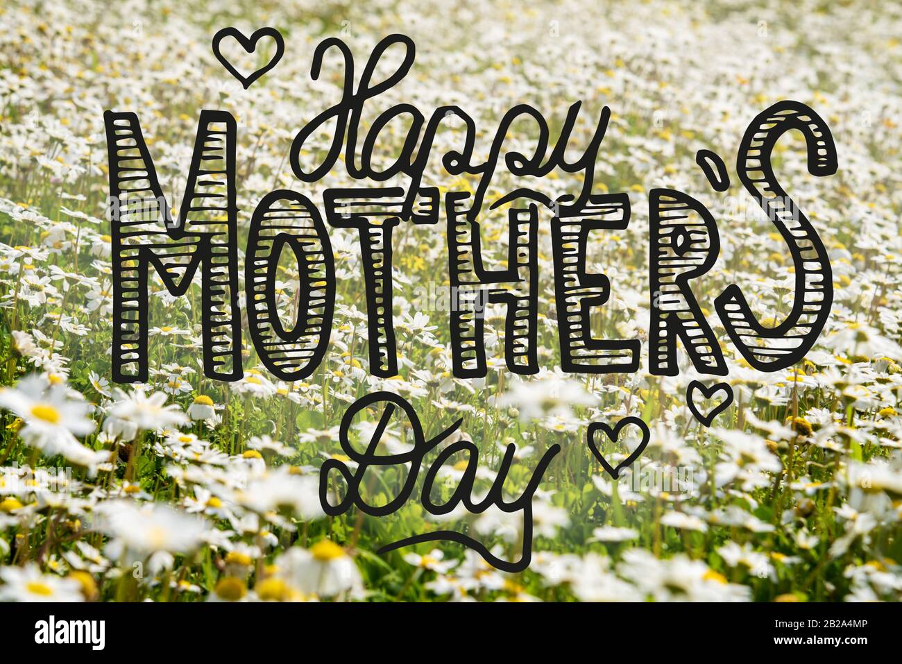 Sunny White Daisy Flower Meadow, Calligraphy Happy Mothers Day Stock ...