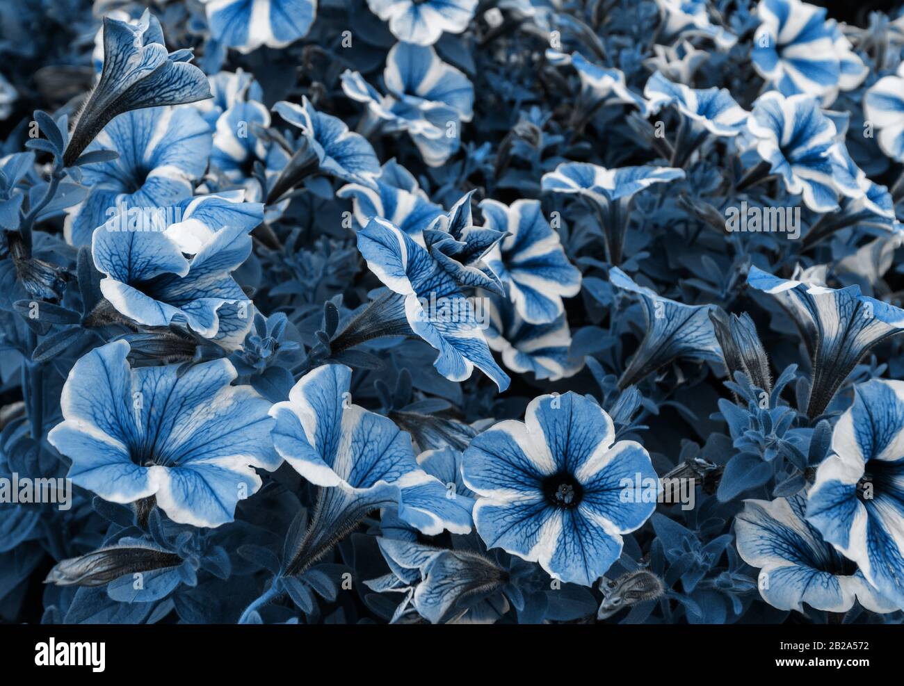 Flowers with colour adjustment to fit Pantone 19-4052 Classic Blue, colour of the year 2020. Pantone color of the year 2020. Stock Photo