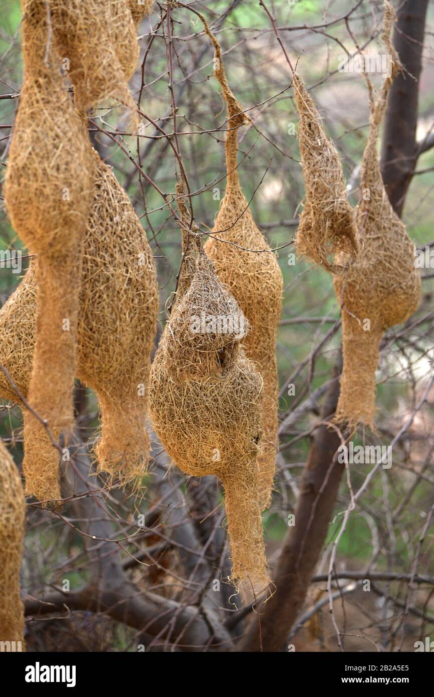 Many Baya weaver bird nests. Bharatpur, India Stock Photo Alamy