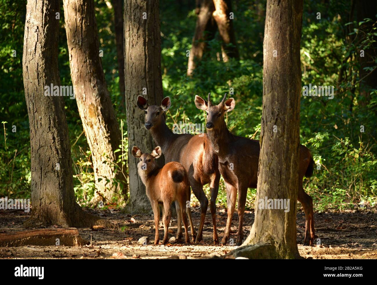 Family of sambar deer (Rusa unicolor) in the forest. Jim Corbett National Park, India Stock Photo
