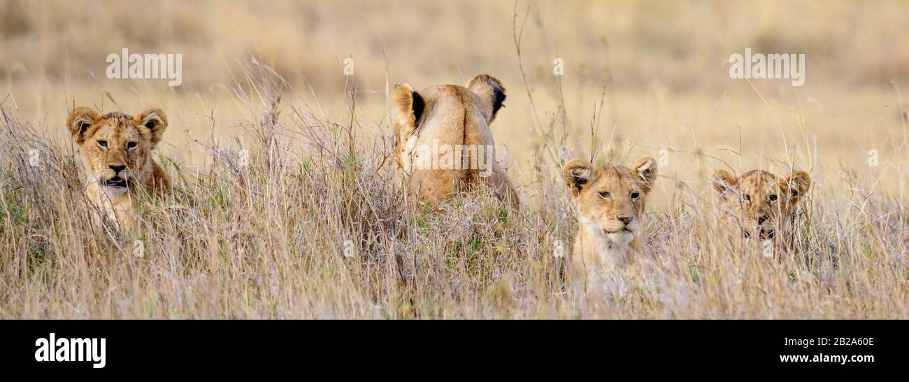 Lioness and heads of three baby lions in the Serengeti grasslands, Serengeti National Park, Safari, East Africa, August 2017, Northern Tanzania Stock Photo