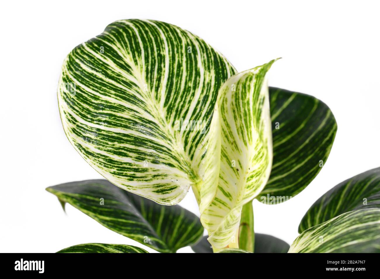 Close up of leaf of tropical 'Philodendron Birkin' plant with white stripes  on green leaves isolated on white background Stock Photo - Alamy