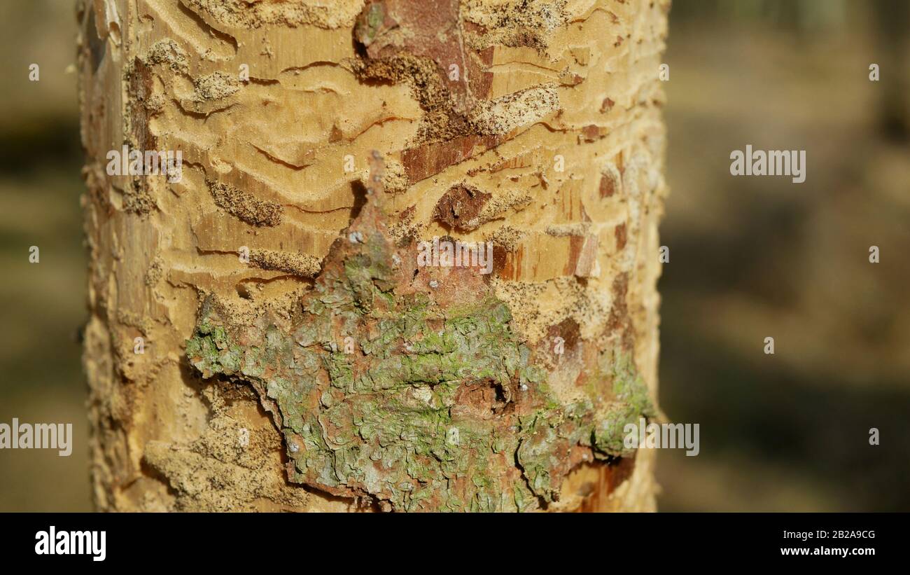 Bark beetle pest Ips typographus, spruce and bast tree infested and attacked by the European spruce, making their way in wood larva and larvae, clear Stock Photo